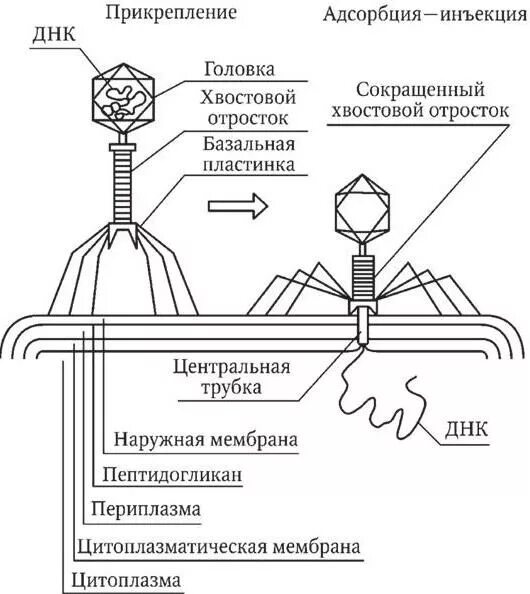 Начальная стадия взаимодействия бактериофага с оболочкой бактерии. Адсорбция фага схема. Жизненный цикл бактериофагов микробиология. Взаимодействие бактериофага с оболочкой бактерии. Адсорбция вируса