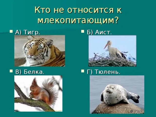 Кто является млекопитающим. К млекопитающим относятся. животные относящиеся к млекопитающим. что не относится к млекопитающим. какие животные не относятся к млекопитающим.