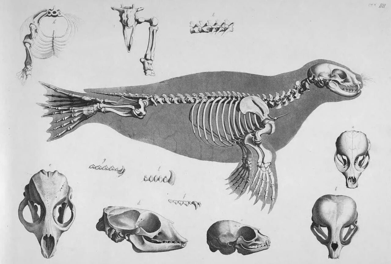 Ласты кита и роющие конечности. Строение ластоногих скелет. Скелет нерпы анатомия. Ластоногие анатомия. Анатомия сивуча.