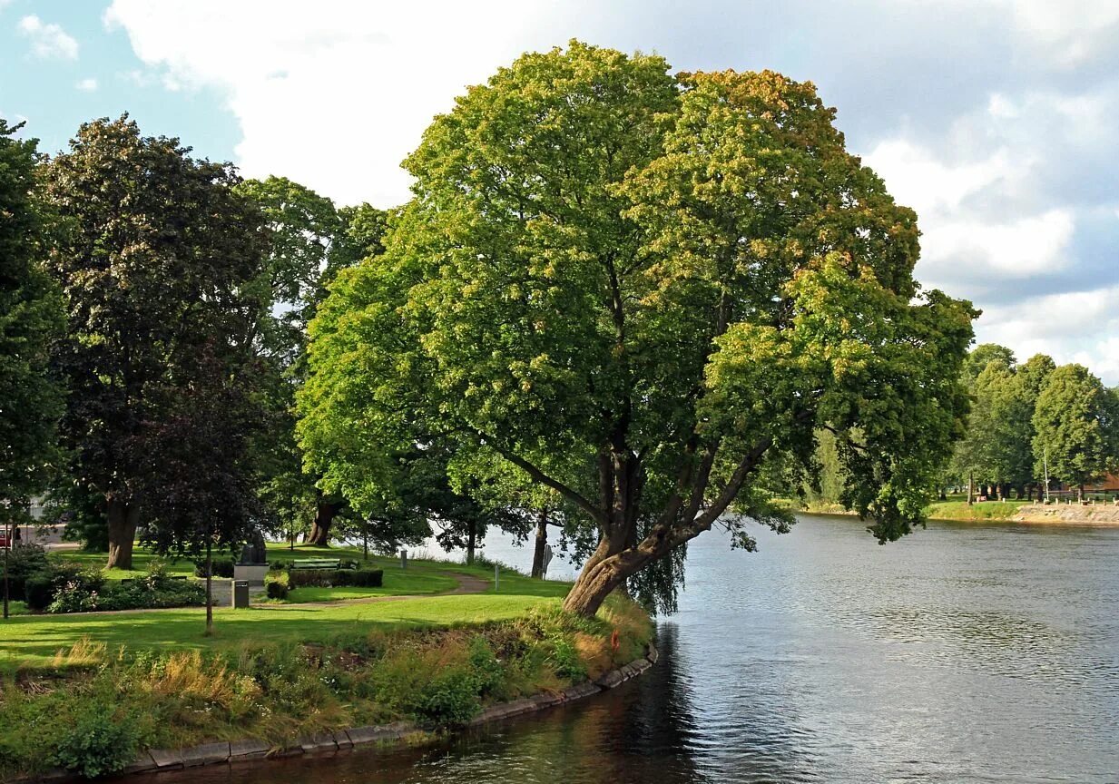 Tree in the river