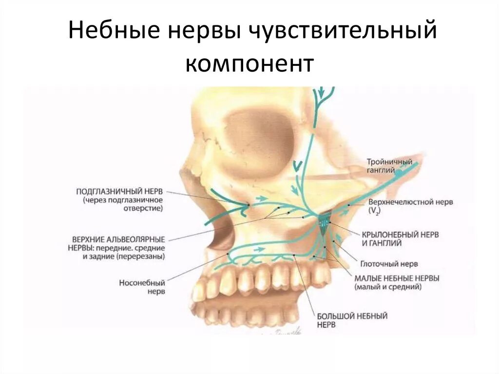 Большой небный нерв. Большой небный нерв. Иннервация верхней челюсти неба. Носонебный нерв иннервирует. Крылонебный узел анатомия.
