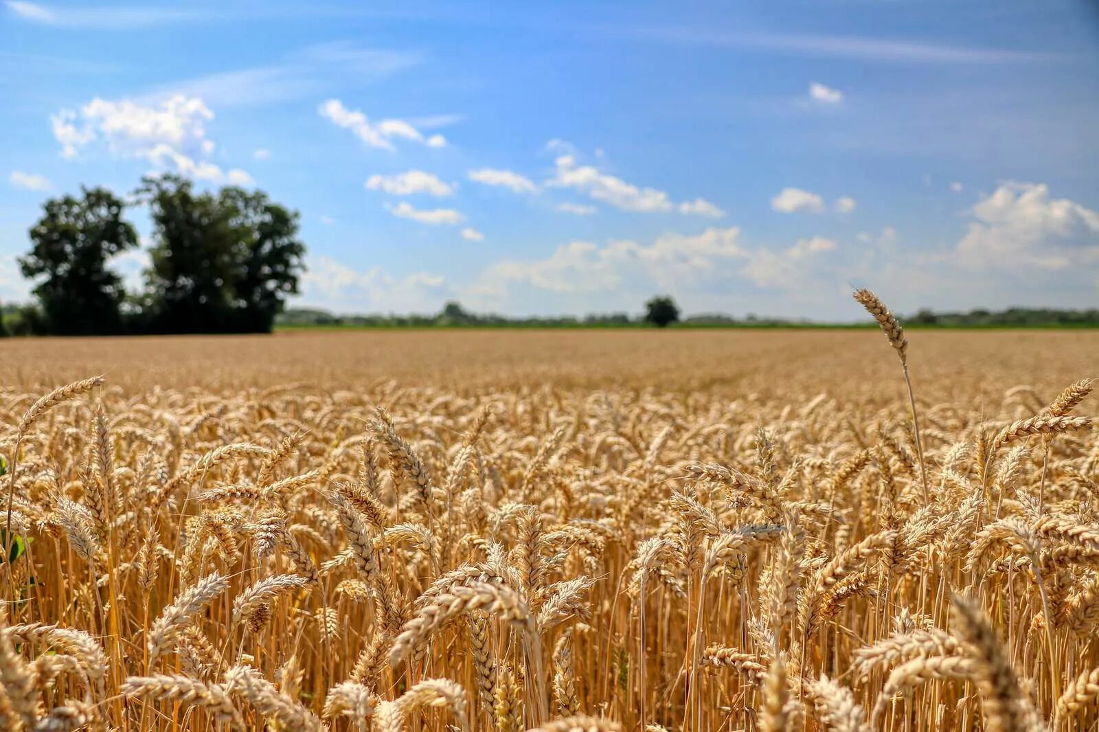 Сх поле. Хлебные поля Башкортостана. Пшеница. Зерновое поле. Пшеничное поле фото.