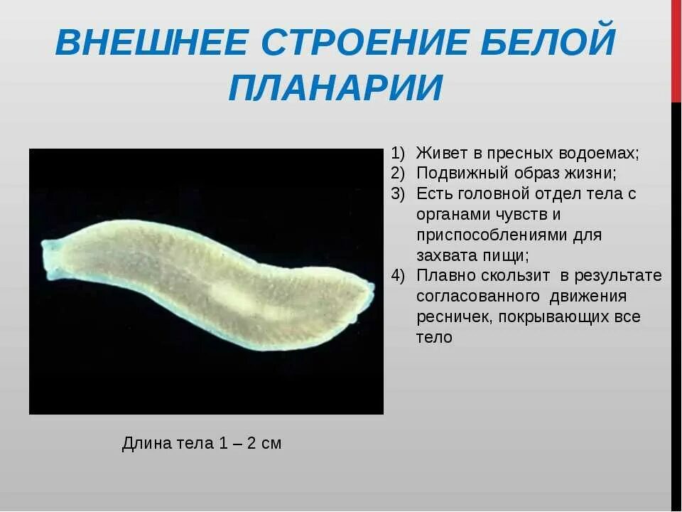 Плоские черви примеры названия. Плоские черви особенности строения ресничных червей. Ресничные черви молочная планария. Строение плоских червей планария. Молочная планария среда обитания.