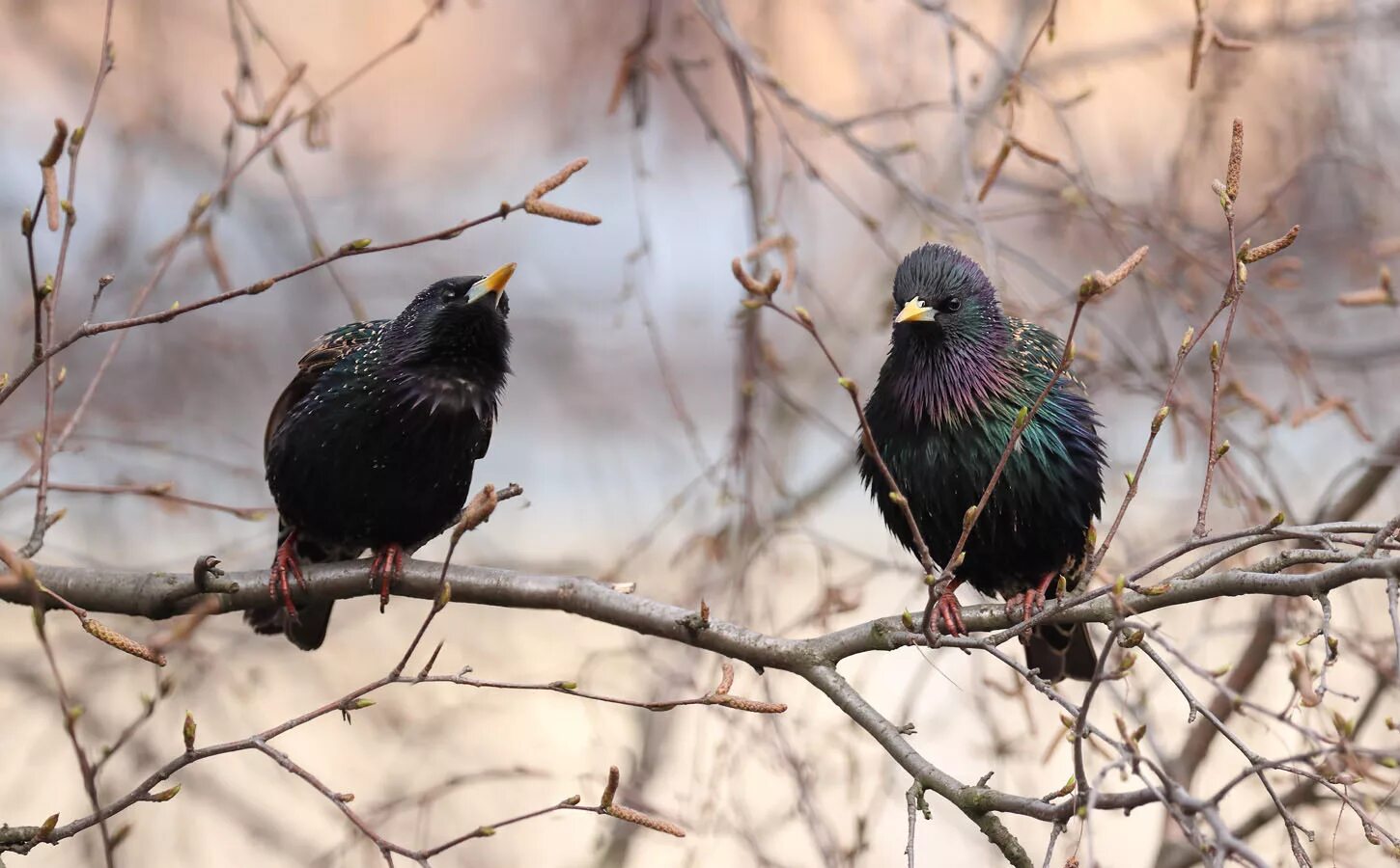 скворцы улетают. скворец самка. желтогрудый скворец. скворец самец. белогрудый скворец.