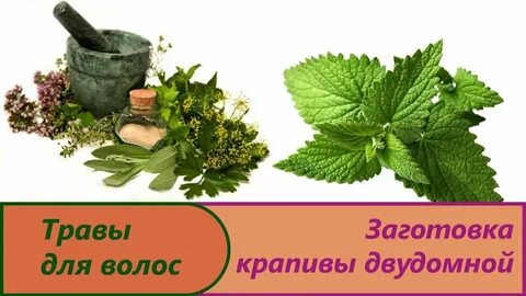 Заготавливаем крапиву
