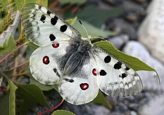 Бабочка аполлон маака. Аполлон (parnassius apollo). Аполлон обыкновенный бабочка. Бабочка парусник аполлон. Бабочка аполлон.