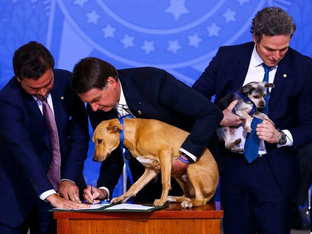 Собака подписывается. Собаки президента Алиева. Накази щенята породы. Если бы собака. Жестокое наказание президента.
