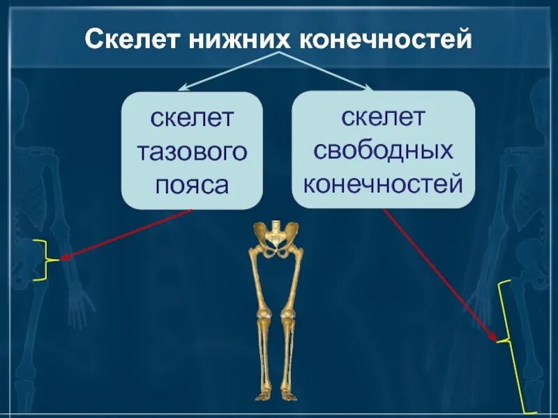 Скелет нижних конечностей. Скелелет нижней конечности. Скелет пояса нижних конечностей. Скелет тазового пояса и нижних конечностей.