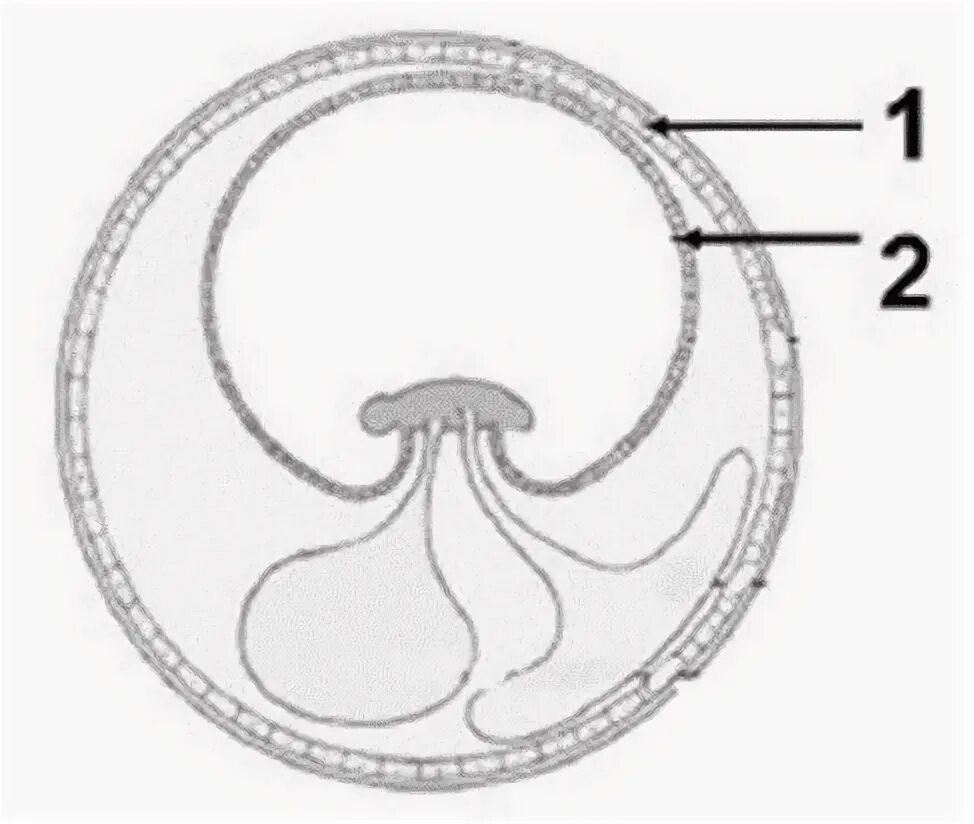 Строение зародыша хорион амнион. Зародышевые оболочки амниот. Амнион хорион аллантоис ЕГЭ биология. Строение яйца амнион.