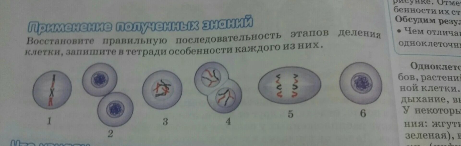 Последовательность 1 деления мейоза. Схема последовательные стадии деления клетки. Установите правильную последовательность деления клетки. Порядок этапов деления клетки. Установите правильную последовательность деления клетки.