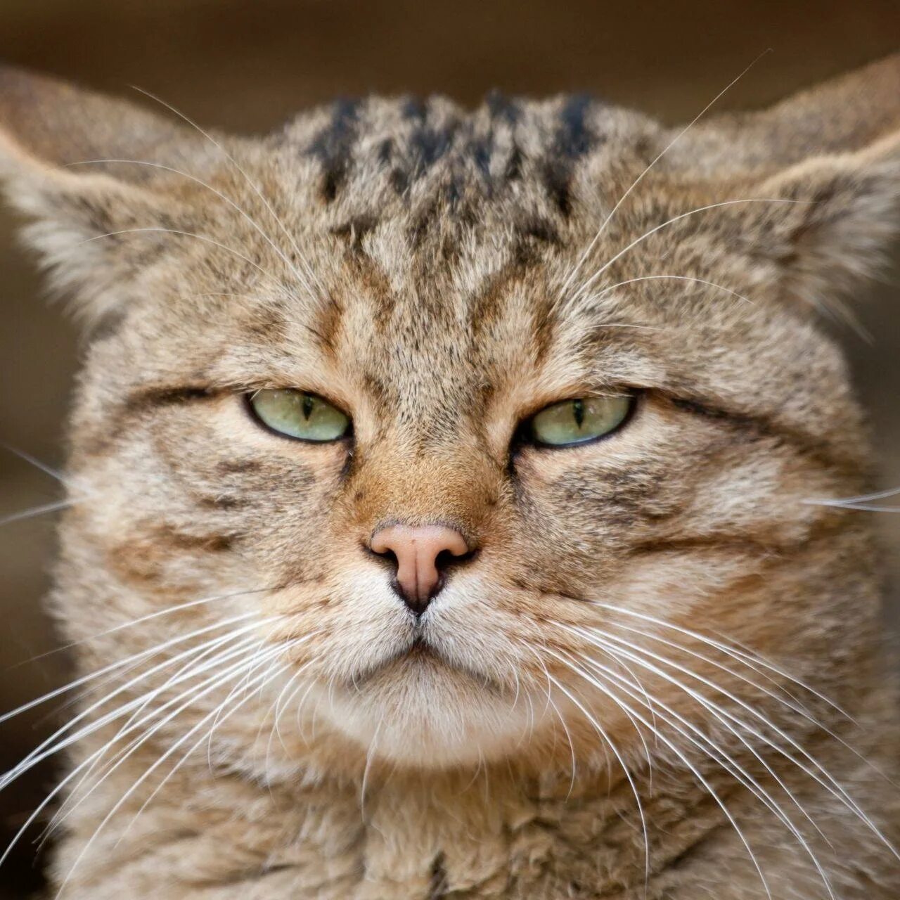 Grateful cat. Grateful cat