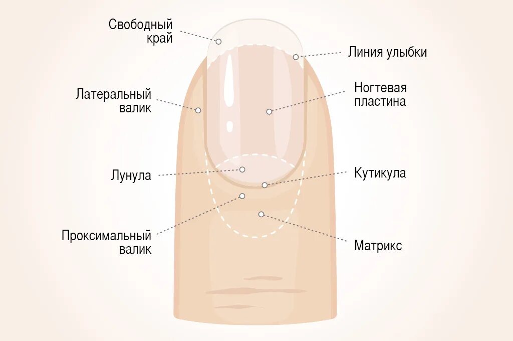 Ногтевая структура. Структура ногтевой пластины. Строение ногтя. Схема строения ногтя. Строения ногтя для маникюра.