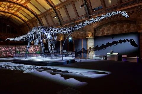 Dippy the Dinosaur has returned to the Natural History Museum as part of a ...