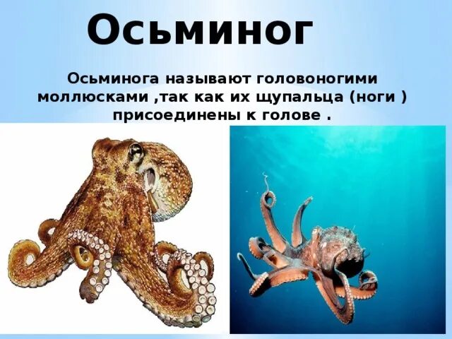 Почему осьминог так называется. Краткая информация о осьминоге. Почему осьминог так называется 3. Доклад про осьминога.