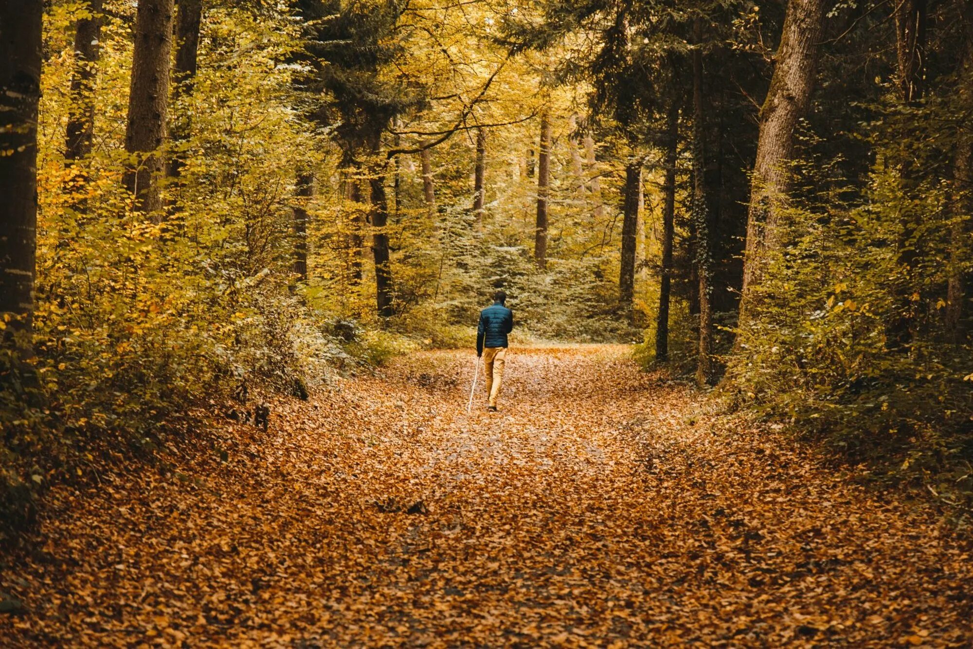 In autumn it is often. Поход осенью. Unsplash фото. Одежда для осеннего похода. Man Walking in the Forest.
