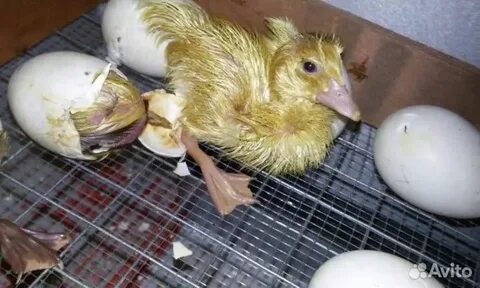 Индоутки сколько сидят на яйцах до вылупления