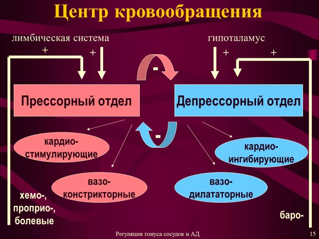 Механизмы регуляции кровообращения. Системная регуляция кровообращения. Механизмы регуляции системы кровообращения это. Центральные механизмы регуляции кровообращения.