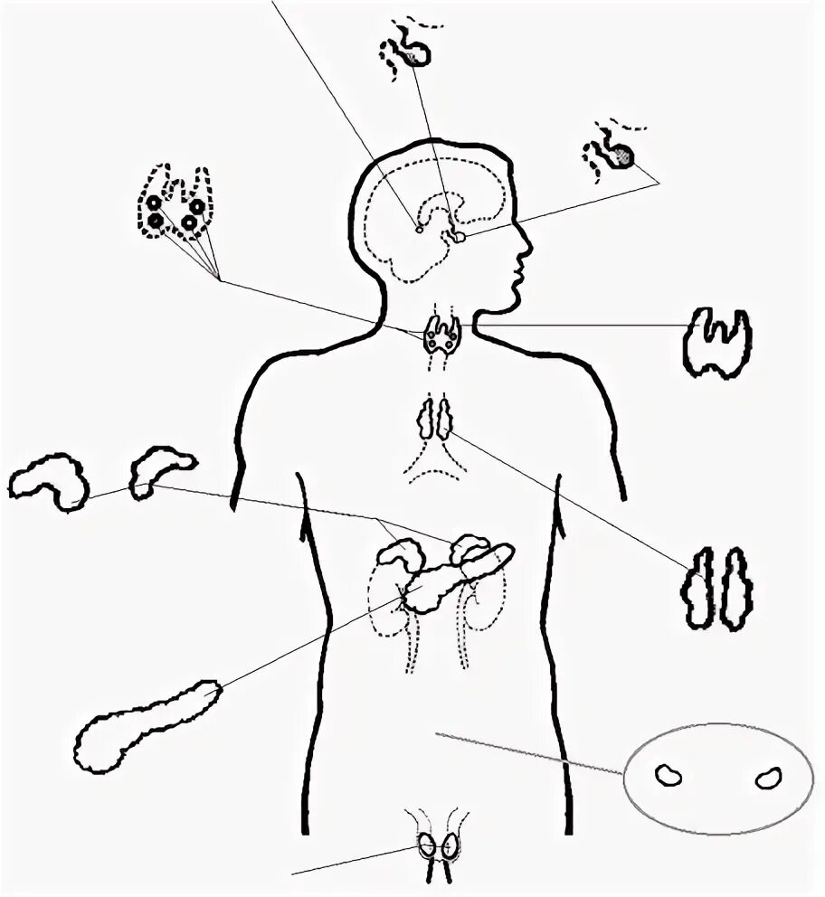 Эндокринная система рис. Эндокринная система человека рисунок. Схема строения эндокринной системы. Эндокринная система человека черно белая.