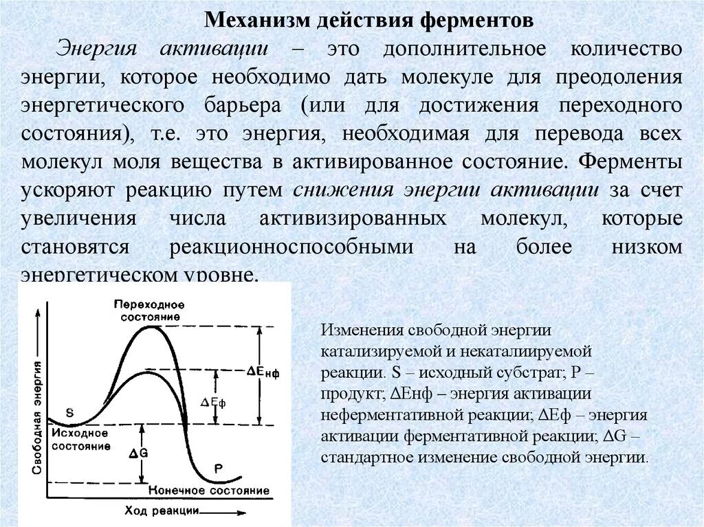 Механизм действия ферментов. Влияние ферментов на энергию активации. Механизм действия ферментов: энергетические изменения,. Энергия активации энергетический барьер фермент. Энергия активации ферментов график.