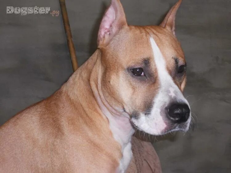 стаффордширский терьер купирование. купированные амстафф. купированные уши у стаффа. стаффордширский терьер купированный. стаффорд уши купированные.