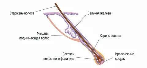 Измерили толщину человеческого волоса d