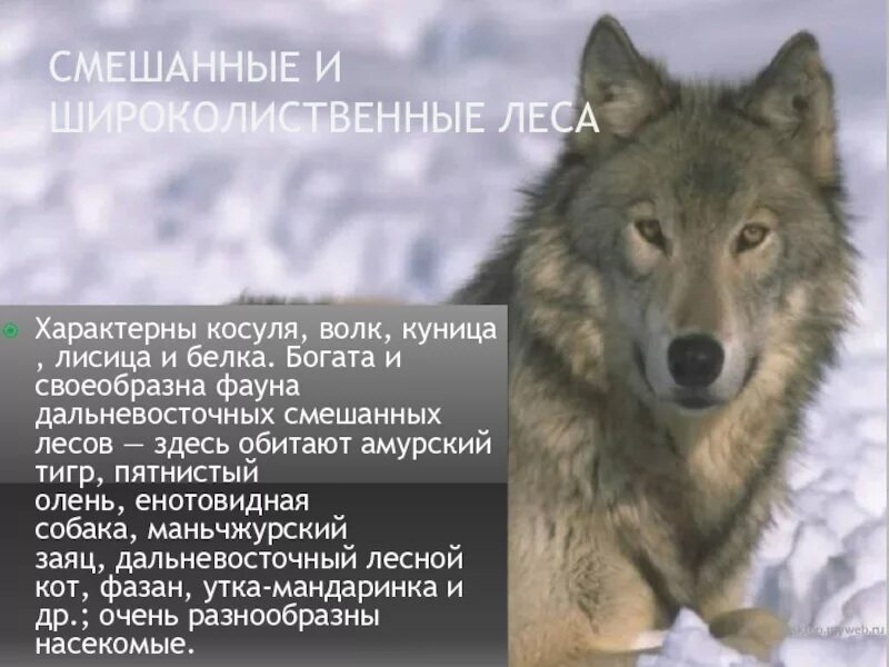 Сделай описание волка серого по следующему плану