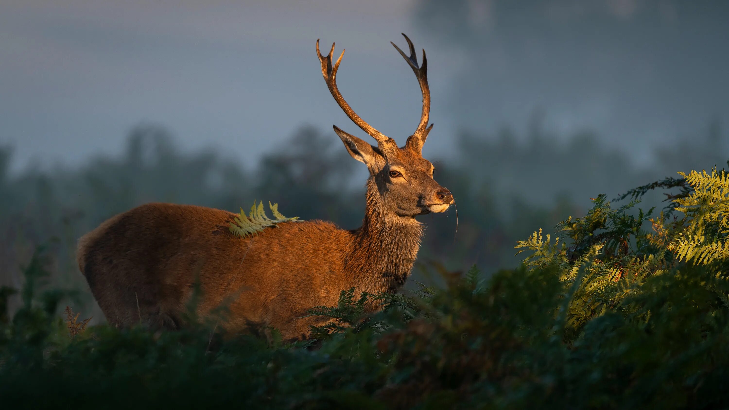 Обои на рабочий стол олень. Песков олень. Рогатый олень. Амурский изюбр. Самка оленя с рогами.