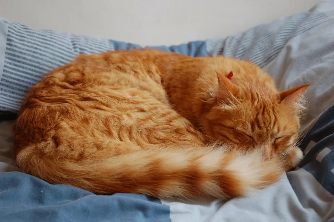 Кот рыжий ночь. Кот спит. рыжий кот спит. спящий котик. кот спит клубочком.