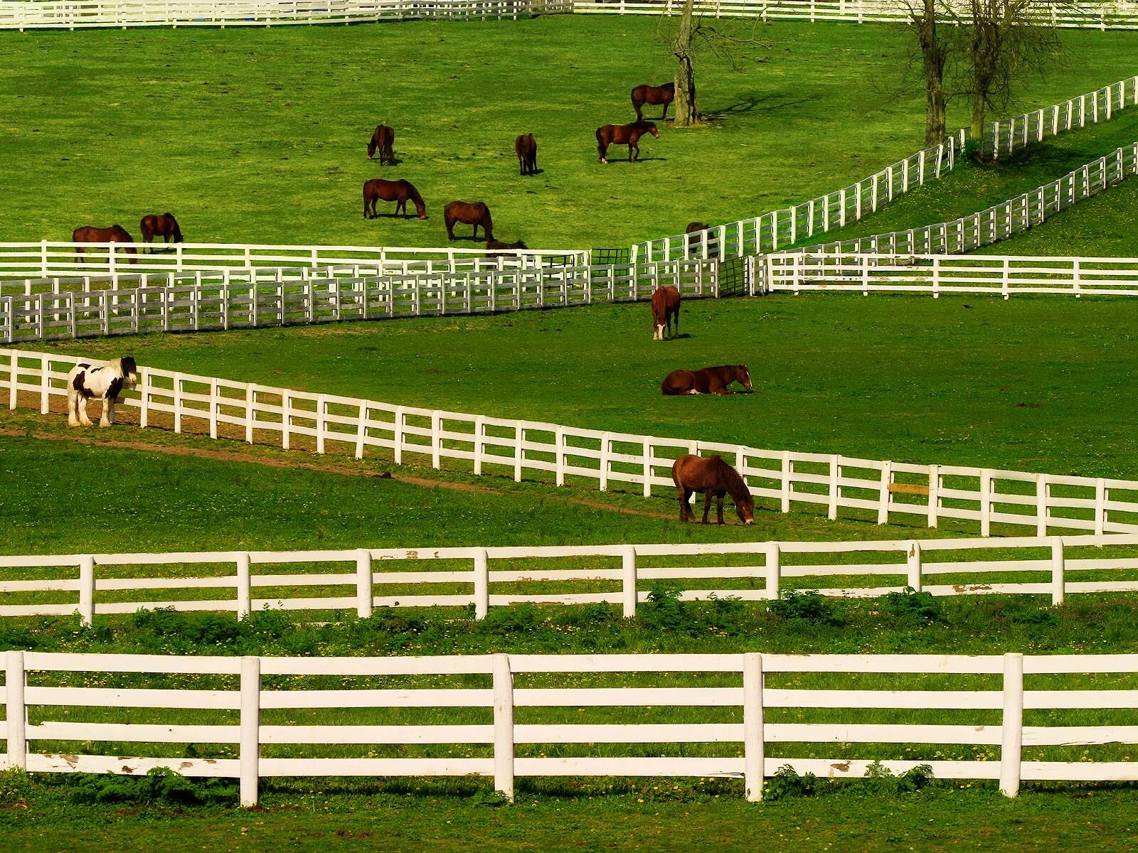 Kentucky Horse Park Кентукки. Левада для лошадей. Загон для лошадей. Загон для скота. Конюшни сканворд