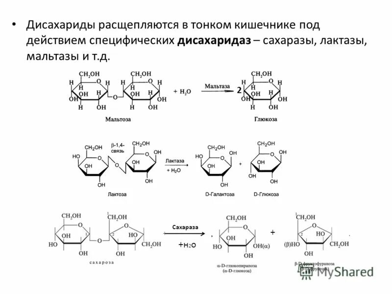 При гидролизе фруктозы образуется. Переваривание лактозы в кишечнике. Комплексы расщепления дисахаридов. Расщепление лактозы в кишечнике. Расщепление дисахаридов происходит в.