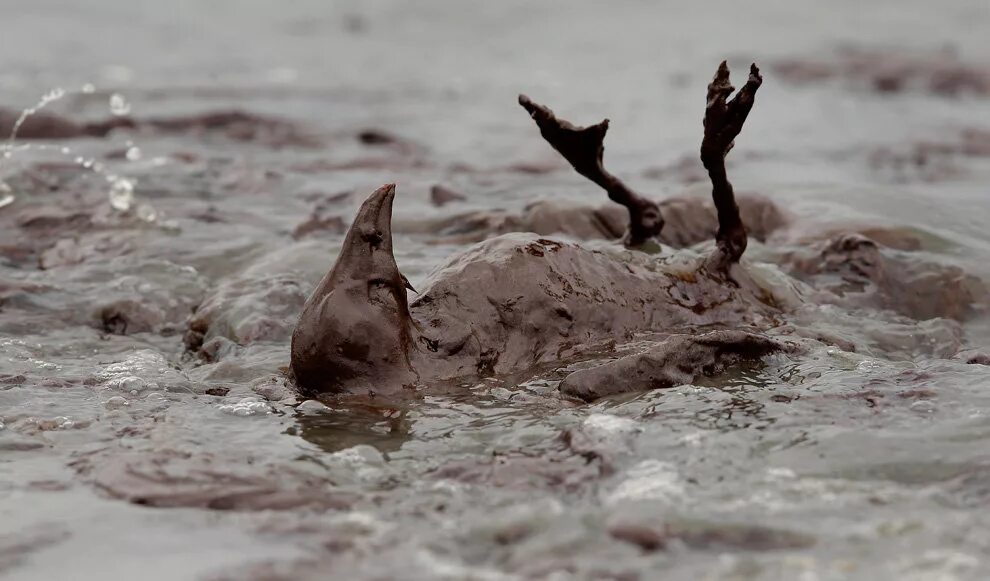 В воде гибнут. Экологическая катастрофа в море разлив нефти. Экологические последствия разлива нефти. Взрыв нефтяной платформы Deepwater Horizon. Разлив нефти в мексиканском заливе 2010.