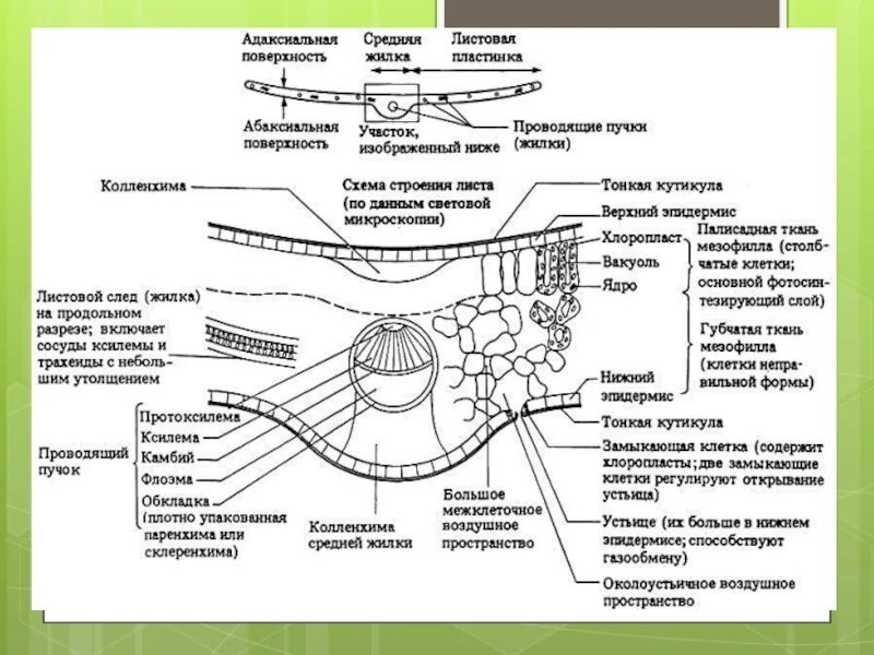 Срезы егэ. Поперечный срез листа функции. Поперечный срез листовой пластинки какая ткань. Срез листа строение ЕГЭ. Поперечный срез листовой пластинки название ткани.