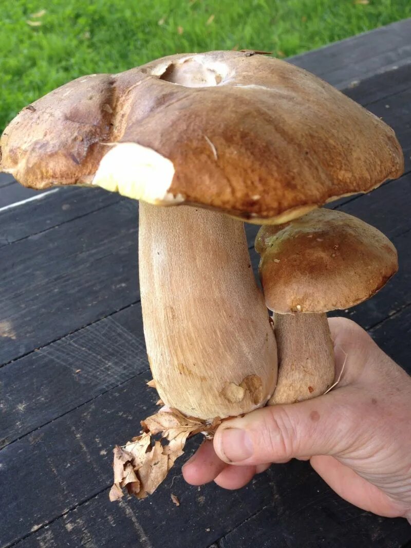 Картинки по запросу фото белого гриба в лесу Edible mushrooms, Stuffed mushrooms