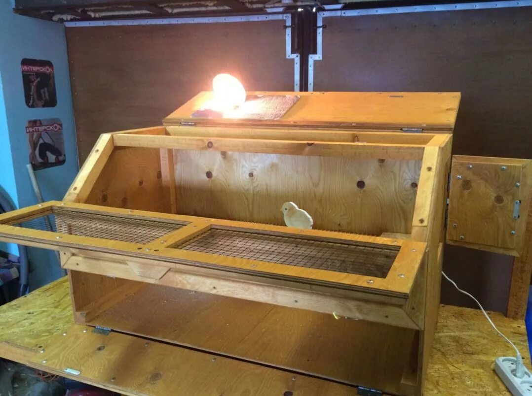 брудер для цыплят бройлеров. как сделать брудер для цыплят. блюдер для кур несушек. брудер б-70 для подращивания суточных цыплят. брудер для суточных перепелов.