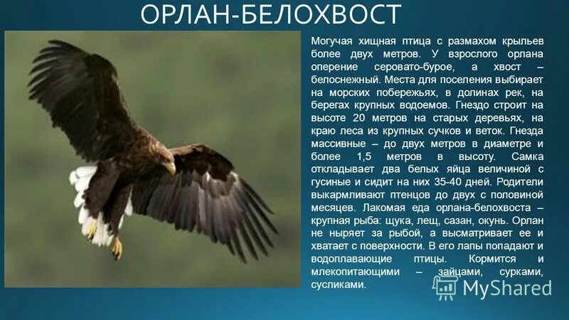 У какой птицы наибольший размах крыльев. Странствующий альбатрос размах. Птицы рекордсмены. У какой птицы самый большой размах крыльев. Самая большая птица размах крыльев.