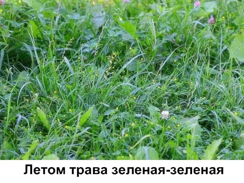 Почему какую траву