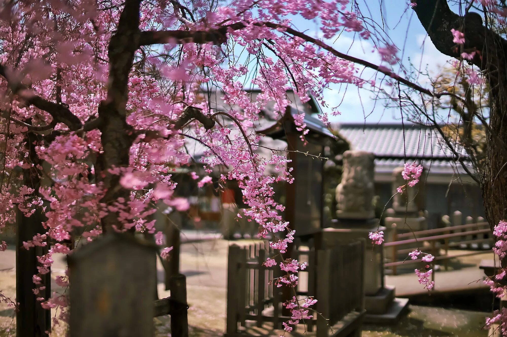 Виды сакуры. Цветение Сакуры в Японии сады. Цветущая Сакура в Японии сад. Япония дерево Сакура. Сакура дерево цветение.