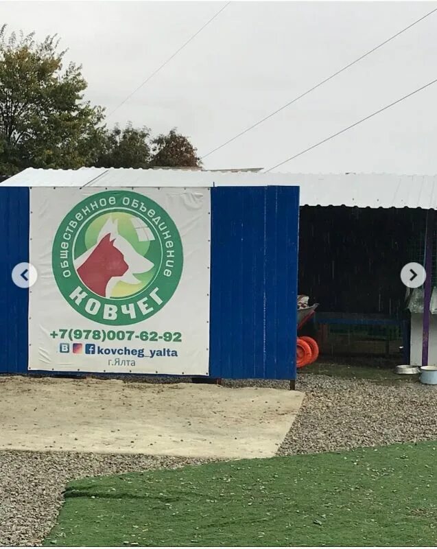 Приют ковчег махра. Ковчег ялта. Приют для собак ковчег в ялта. Приют ковчег ялта. Ялта ковчег приют для животных.