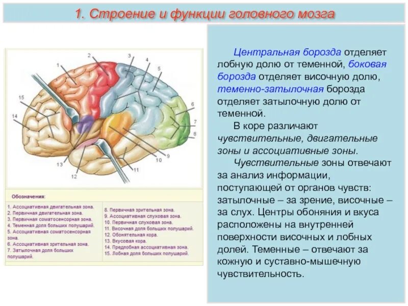 Выберите височную долю