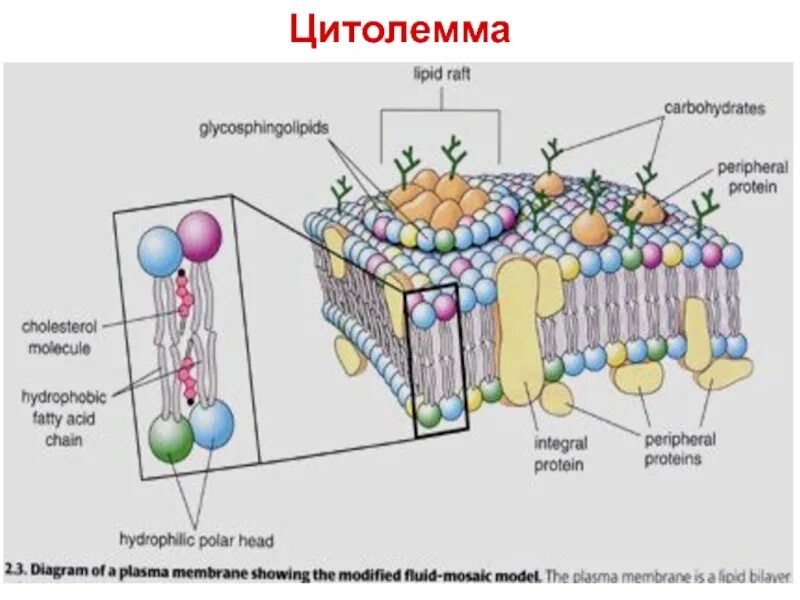Цитолемма это. Цитоплазматическая мембрана и цитолемма. Клеточная мембрана цитолемма. Схема строения цитолеммы. Цитолемма гистология.