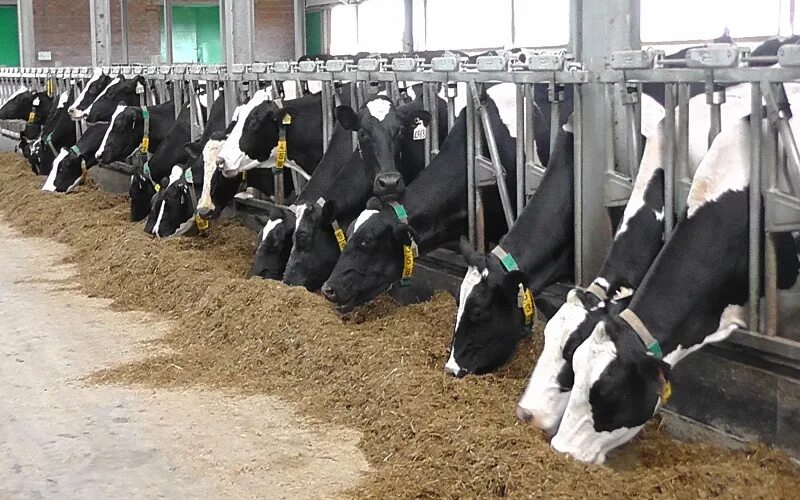 Молочная продуктивность коров. Молочный комплекс. Крс фирма. Грин агро завод сахалин. Фидлот мираторг.