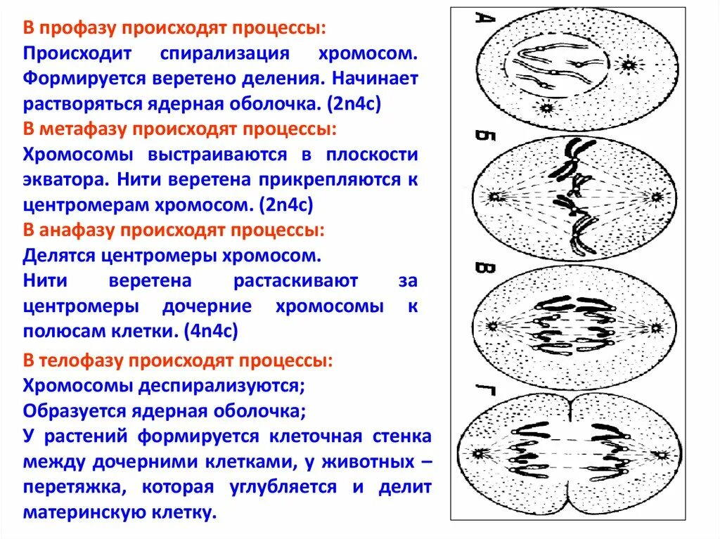 Профаза описание процесса. Ядерная мембрана митоз. Процессы происходящие в профазе митоза. Процесс биологического деления клетки.