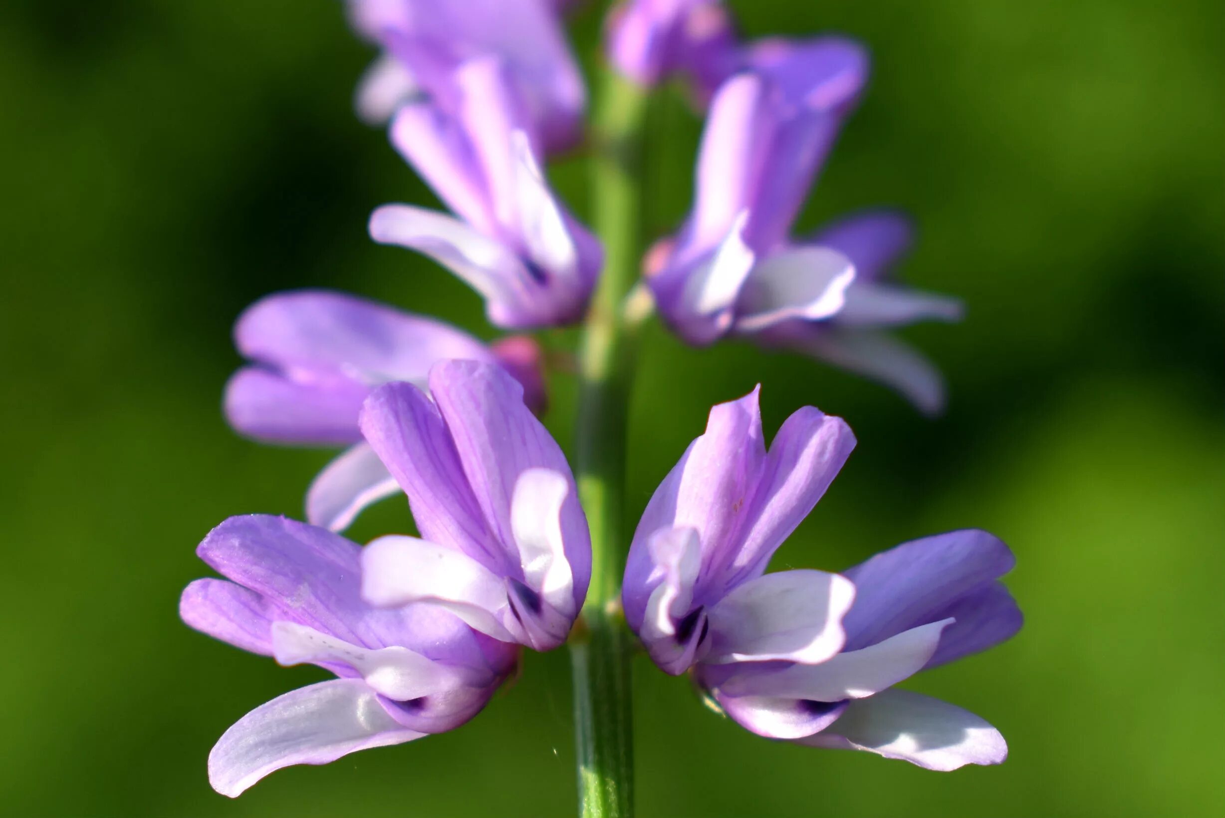 Горошек мышиный (vicia cracca). Вязель мышиный горошек. Горошек мышиный (vicia cracca). Вьюнки мышиного горошка. Мышиный горошек луговой.