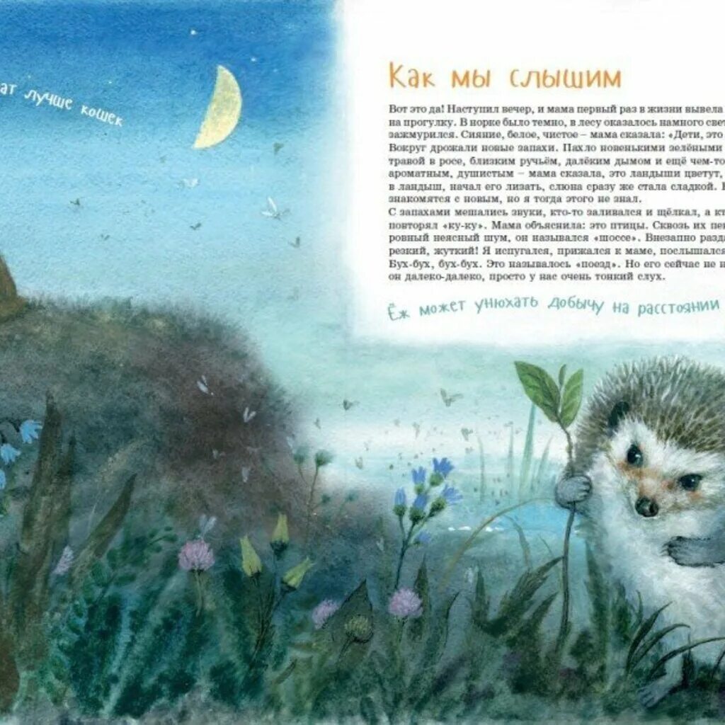 Читать про ежика. Кучерская майя &quot;я еж&quot;. майя кучерская я ёж книга. книга м кучерская я еж. детские книги про ежика.