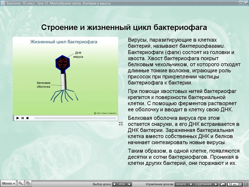 Биология контрольная работа вирусы. Вирус бактериофаг 5 класс. Вирус бактериофаг 5 класс биология. Бактериофаг биология 5 класс. Бактериофаг 6 класс биология.