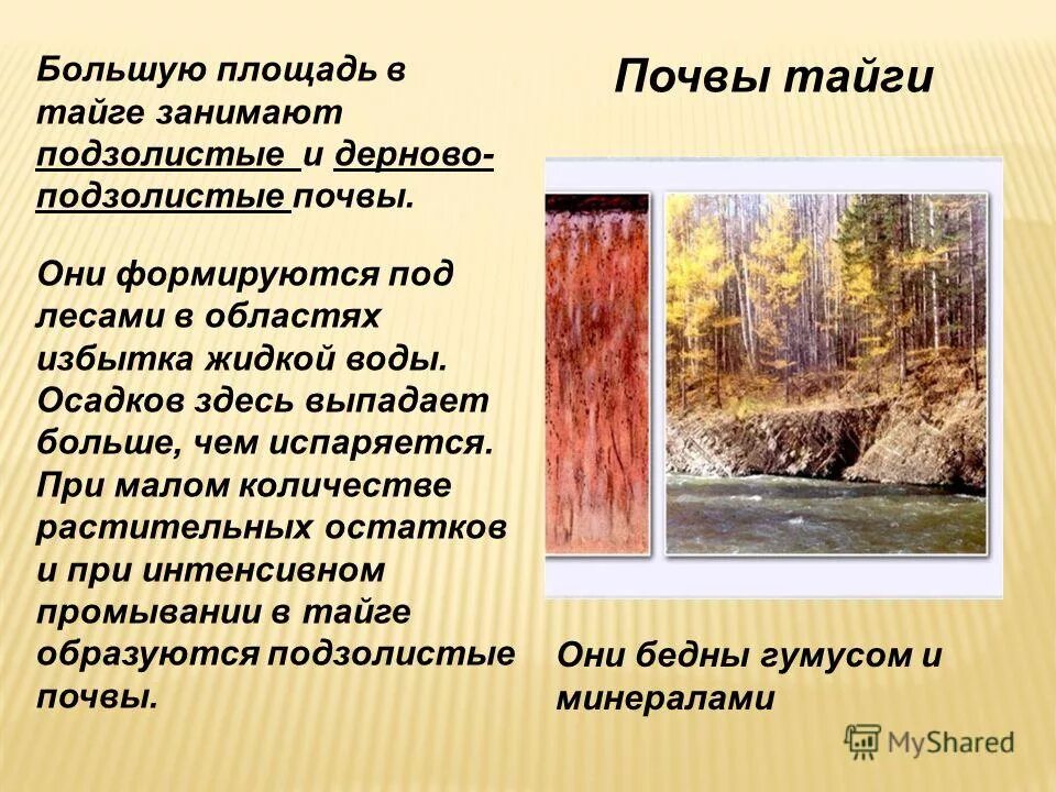 Почва тайги 4 класс окружающий мир. Тайга тип почвы. почвы тайги в россии. тип почвы в тайге россии. почвы тайги в россии 8 класс.