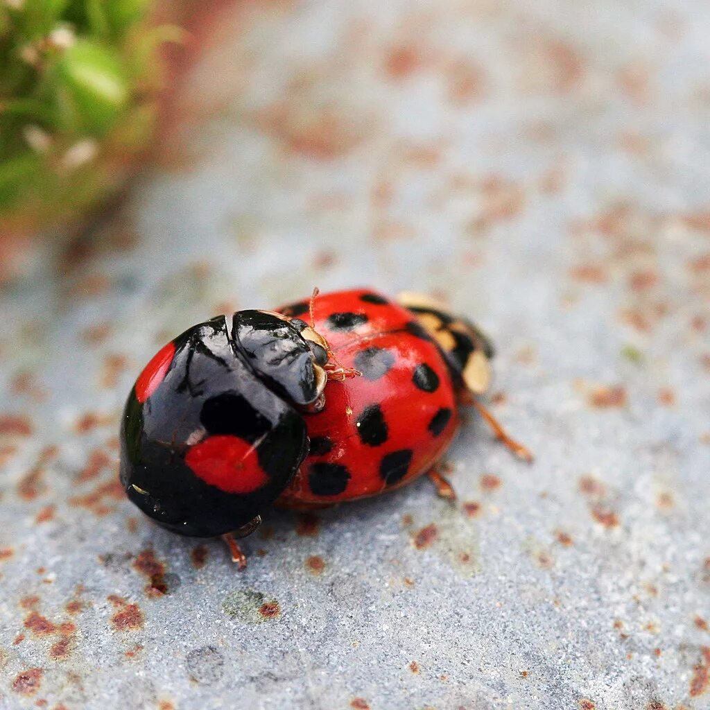 Какие бывают божьи коровки. Божья коровка Harmonia axyridis. Азиатская Божья коровка (Harmonia axyridis). Божья коровка Арлекин личинка. Сибирские Божьи коровки.