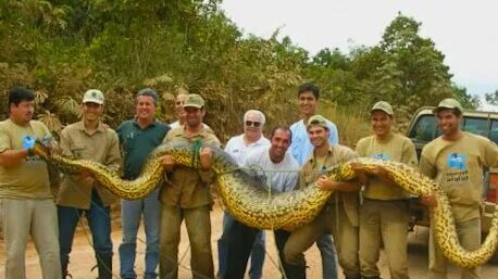 Как выглядит самая большая змея в мире The BIGGEST SNAKE Ever ! TITANOBOA World biggest snake, World's largest snake, G