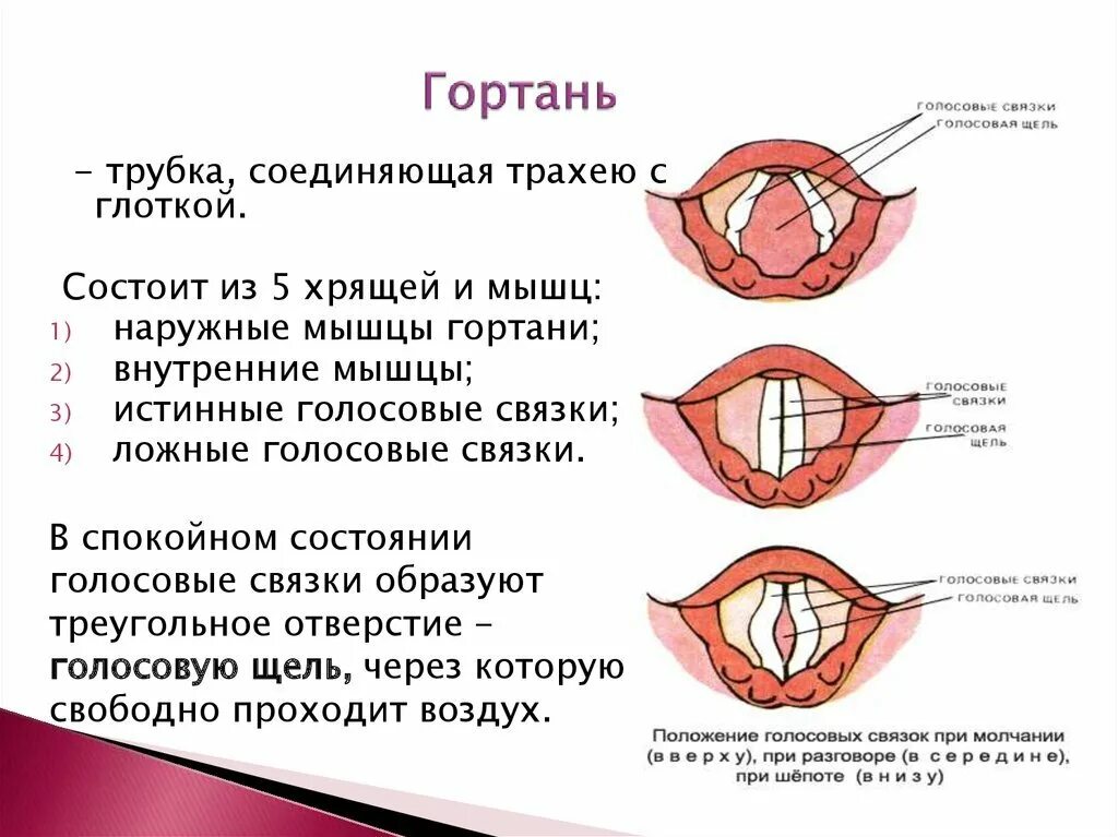 Как быстро восстановить голосовые связки и охрипший. Голосовые связки голосообразование. положение голосовых связок при. голосовые связки анатомия. голосовые связки у человека.