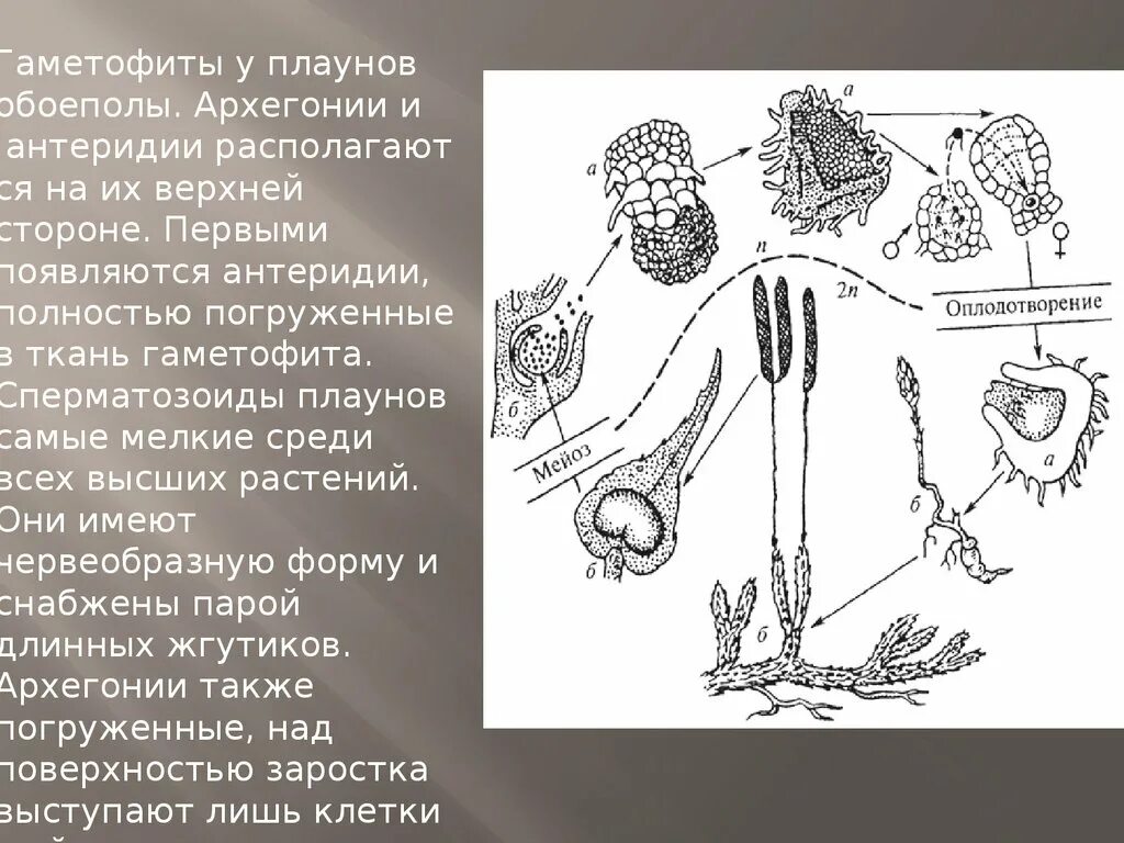 Споры плауна образуются. Антеридий плаунов. Жизненный цикл плауна булавовидного схема. Гаметофит плауна булавовидного строение. Архегонии плаунов.